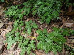 Adiantum trapeziforme