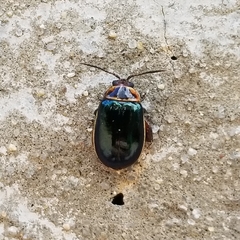 Kuschelina flavocyanea