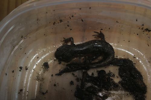 Ambystoma talpoideum image