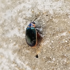 Kuschelina flavocyanea