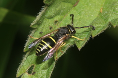 Odynerus