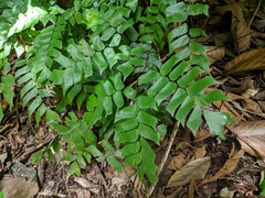 Adiantum trapeziforme