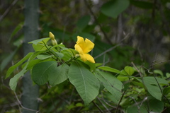 Rauvolfioideae