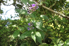 Dichorisandra villosula