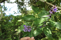 Dichorisandra villosula