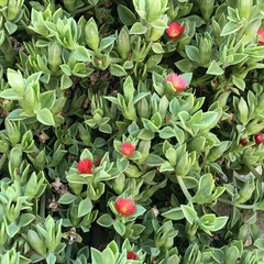 Mesembryanthemum cordifolium