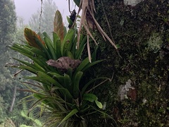 Tillandsia multicaulis
