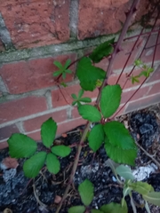 Rubus