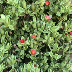 Mesembryanthemum cordifolium