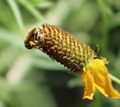 Halictus poeyi