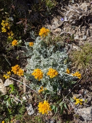 Jacobaea incana