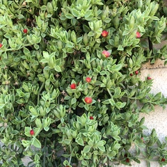 Mesembryanthemum cordifolium