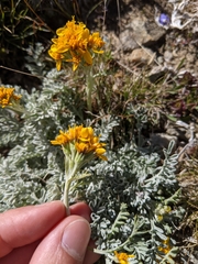 Jacobaea incana