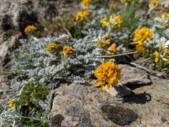 Jacobaea incana