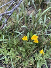 Erythranthe primuloides