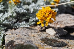 Jacobaea incana