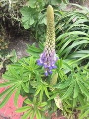 Lupinus nootkatensis