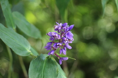 Dichorisandra villosula