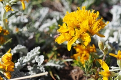 Jacobaea incana