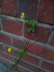 Potentilla reptans