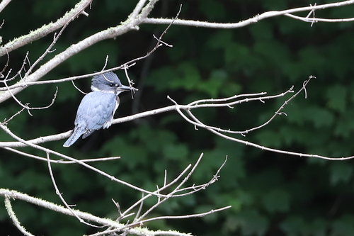 Belted Kingfisher photographed in Rhode Island