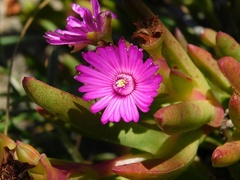 Ruschia schollii