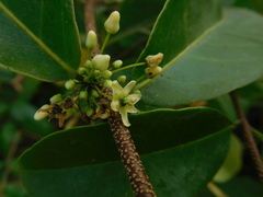 Salacia