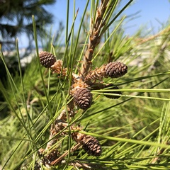 Pinus halepensis