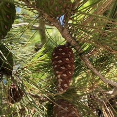 Pinus halepensis