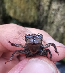 Cordulegaster bidentata