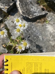 Erigeron philadelphicus provancheri