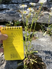 Erigeron philadelphicus provancheri