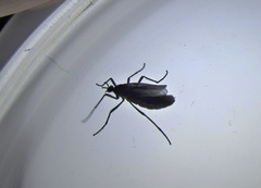 Penthetria funebris
