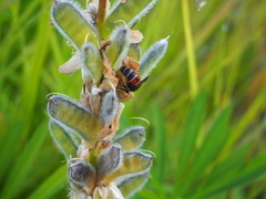 Vespula intermedia