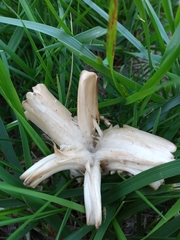 Basidiomycota
