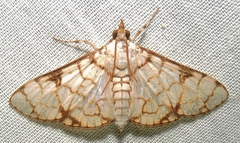 Aphytoceros lucusalis