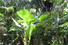 Calathea lutea
