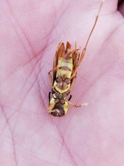 Neoclytus resplendens