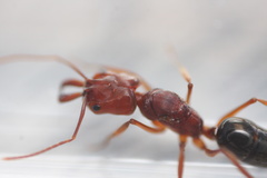 Odontomachus clarus