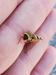 Neoclytus resplendens