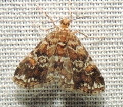Elophila responsalis