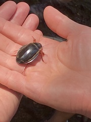 Dytiscus latissimus