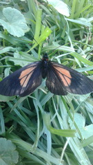 Altinote trinacria chea