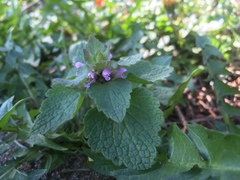 Lamium purpureum purpureum