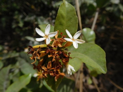Landolphiinae