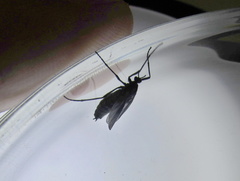 Penthetria funebris