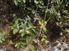 Landolphiinae