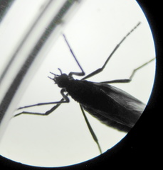 Penthetria funebris