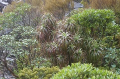 Dracophyllum traversii