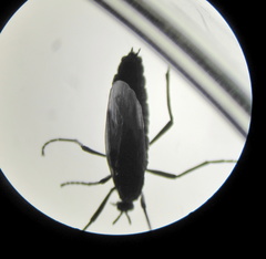 Penthetria funebris